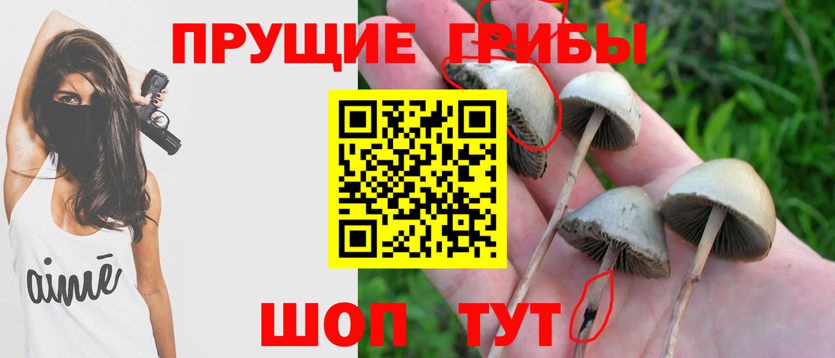 Галлюциногенные грибы прущие грибы Будённовск